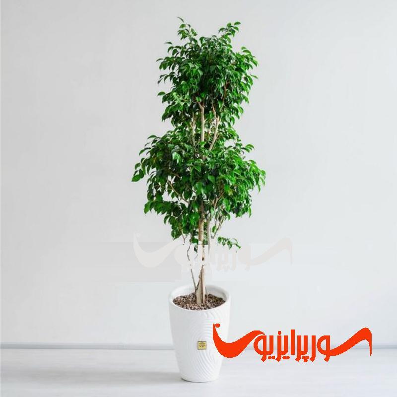 -بنجامین-سبز.jpg